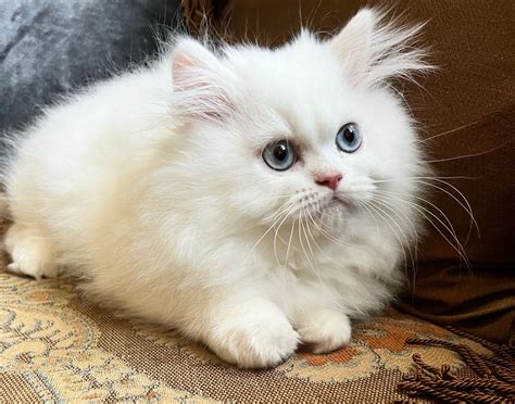 cat for sale cebu|Cebu Persian Cats .